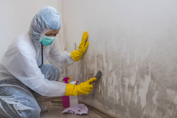 Best Certified Mold Removal  in Tysons, VA