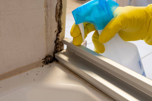 Professional Mold Removal in Tysons, VA