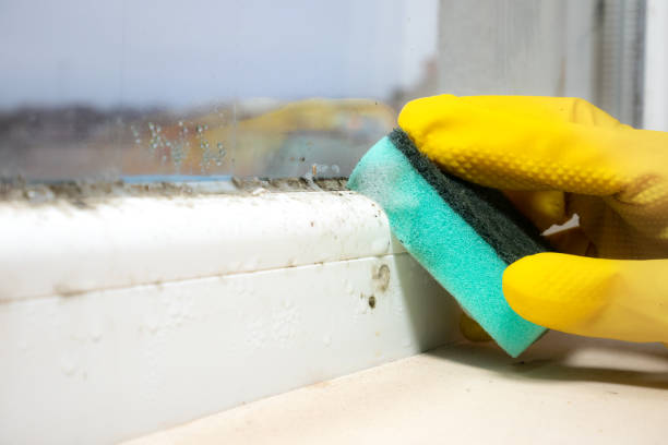 Best Residential Mold Removal  in Tysons, VA