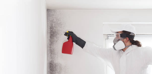Best Black Mold Removal  in Tysons, VA