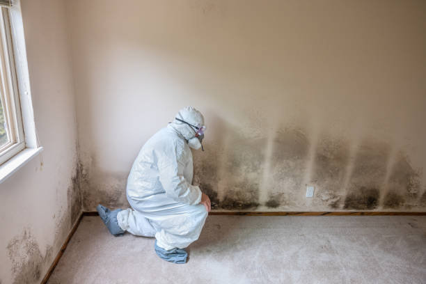 Best Toxic Mold Removal  in Tysons, VA