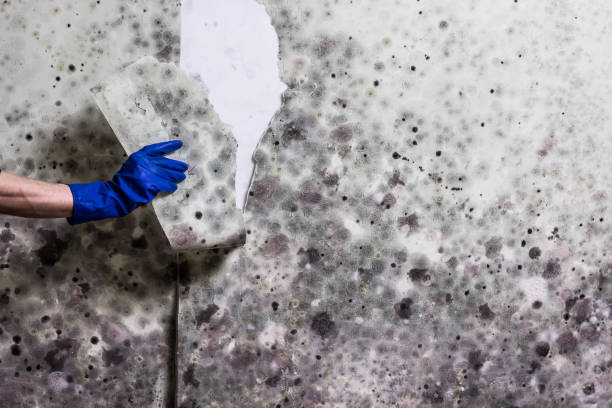Trusted Tysons, VA Mold Removal Experts