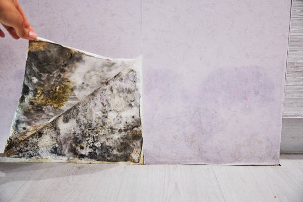 Best Mold Removal Company Near Me  in Tysons, VA